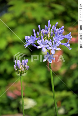 百子花 104888146