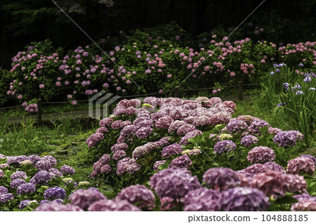 Hydrangea on Mount Utatsu in the rain 104888185