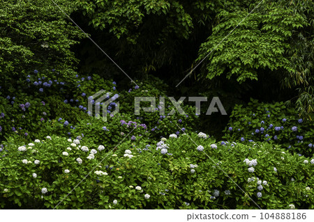 雨中宇辰山的繡球花 雨中宇辰山的繡球花 104888186
