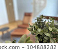 house_plant_3 104888282