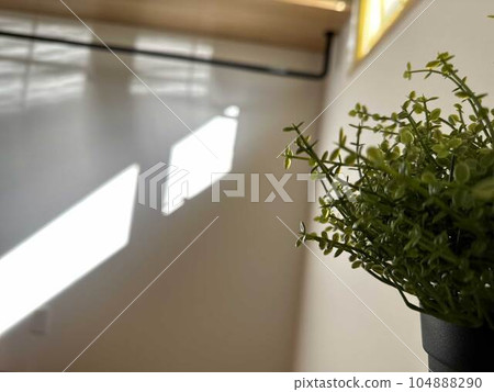 植物_透過樹木的陽光_3 植物_透過樹木的陽光_3 104888290