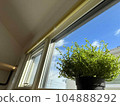 Plant_Window_1 104888292