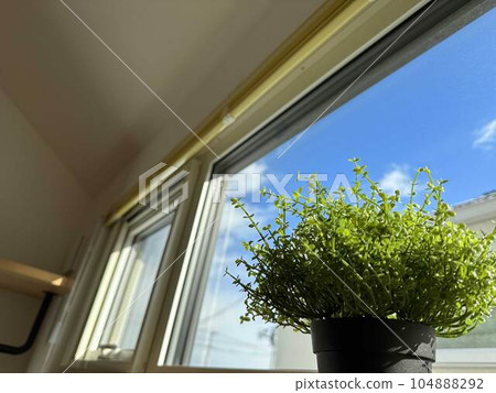 Plant_Window_1 104888292