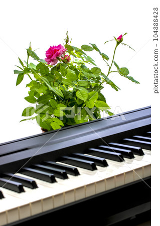 Indoor rose bush on the piano keys 104888428