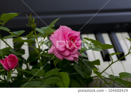 Pink rose flower on piano keys background 104888429