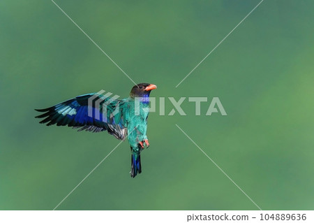 The flight scene of the rollers flying on the green background The flight scene of the rollers flying on the green background 104889636