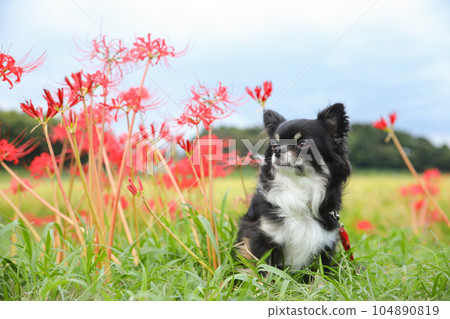 坐在藍天和群孤挺花旁邊的黑色吉娃娃 104890819