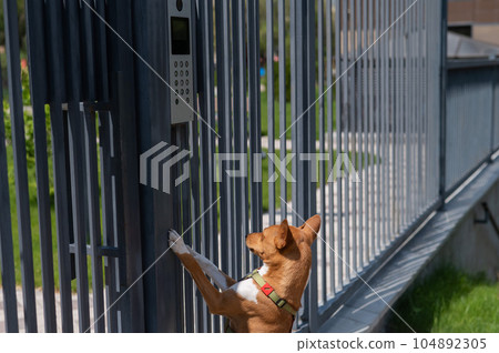Redhead african basenji dog stands near the fence outdoors.  104892305