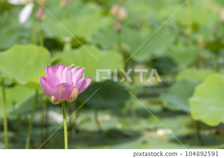 福島縣國見町中尊寺連夏季厚木千年公園 104892591