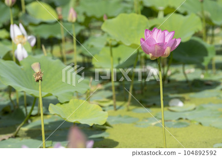 福島縣國見町中尊寺連夏季厚木千年公園 福島縣國見町中尊寺連夏季厚木千年公園 104892592