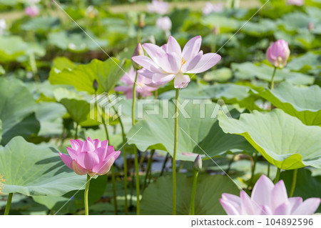 福島縣國見町中尊寺連夏季厚木千年公園 福島縣國見町中尊寺連夏季厚木千年公園 104892596