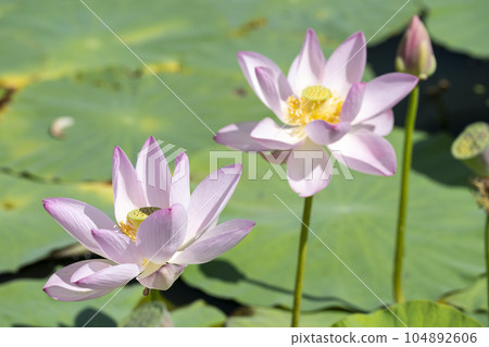 Summer Atsukashi Sennen Park, Chusonji Ren, Kunimi Town, Fukushima Prefecture Summer Atsukashi Sennen Park, Chusonji Ren, Kunimi Town, Fukushima Prefecture 104892606