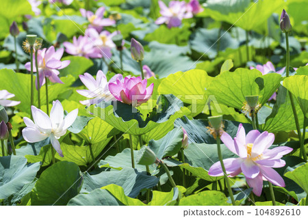 福島縣國見町中尊寺連夏季厚木千年公園 104892610