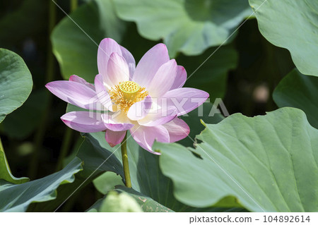 福島縣國見町中尊寺連夏季厚木千年公園 福島縣國見町中尊寺連夏季厚木千年公園 104892614