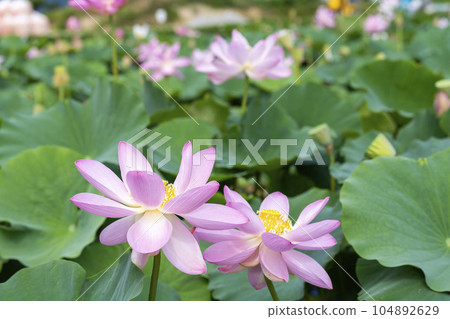 福島縣國見町中尊寺連夏季厚木千年公園 104892629