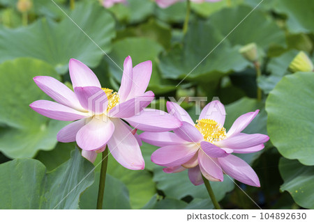 福島縣國見町中尊寺連夏季厚木千年公園 104892630