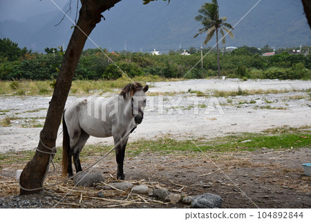 White horse tied to a tree on the coast with a palm tree in Xincheng, Taiwan 104892844