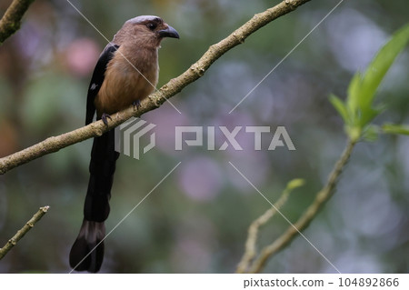 Bornean Long-tailed Long-tailed Magpie 104892866