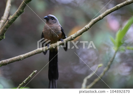 Bornean Long-tailed Long-tailed Magpie Bornean Long-tailed Long-tailed Magpie 104892870