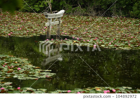 A white torii gate and water lily flowers floating in a water lily pond A white torii gate and water lily flowers floating in a water lily pond 104892972