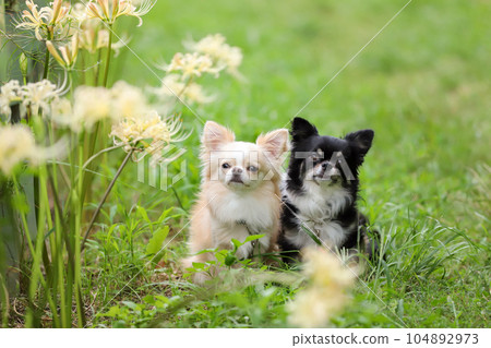 Two Chihuahuas sitting side by side with white amaryllis 104892973