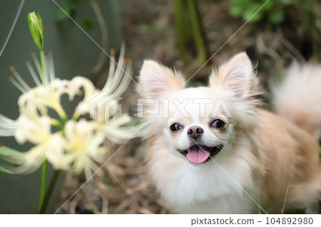 白色的孤挺花和奶油色的吉娃娃微笑著 104892980