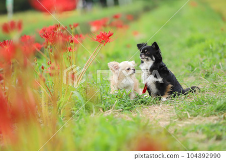 Two dogs sitting side by side with red amaryllis Two dogs sitting side by side with red amaryllis 104892990