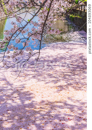 River with scattered cherry blossom petals Odawara Castle Ruins Park River with scattered cherry blossom petals Odawara Castle Ruins Park 104893069