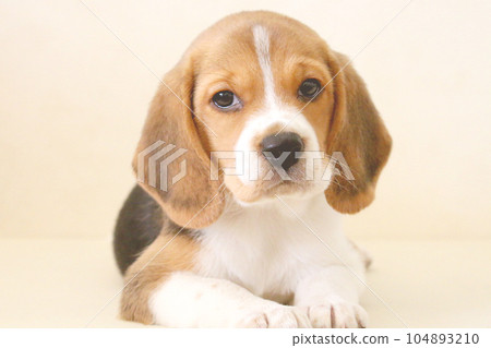 小狗比格犬 104893210