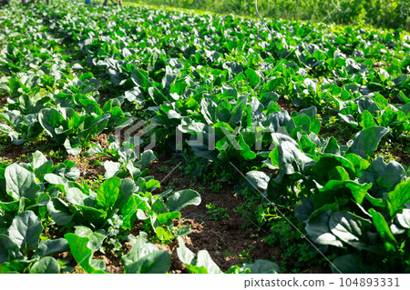 Growing green organic spinach in rows Growing green organic spinach in rows 104893331