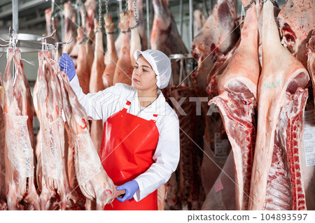 Female butcher checking raw lamb carcasses hanging in chilling room 104893597