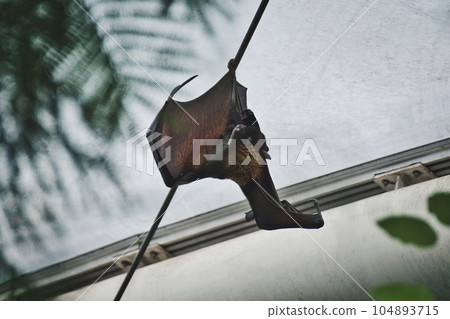 Closeup shot of a giant bat hanging off a wire in a zoo 104893715