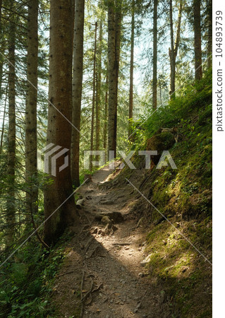 Sun's rays make their way through the crowns of trees in the sommer forest 104893739