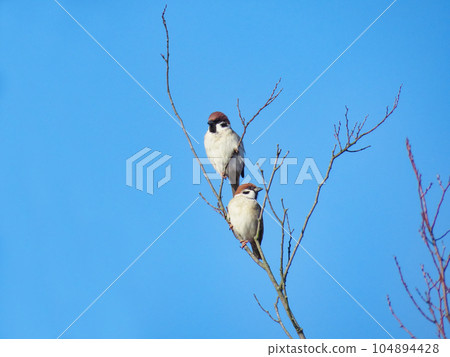 Two sparrows perched on a tree branch Two sparrows perched on a tree branch 104894428