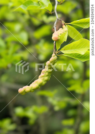 Magnolia magnolia fruit just starting to grow 104894954