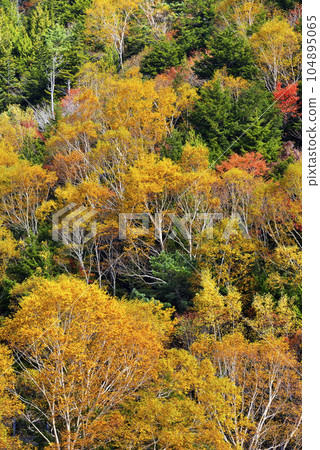 志賀高原亮點 志賀高原亮點 104895065