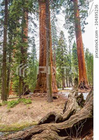 Old redwood in Sequoia National Park 104895236
