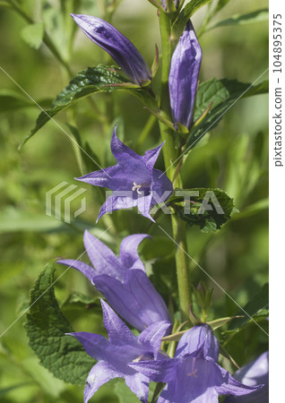 Campanula latifolia (giant bellflower) flowers in a garden, close up shot Campanula latifolia (giant bellflower) flowers in a garden, close up shot 104895375
