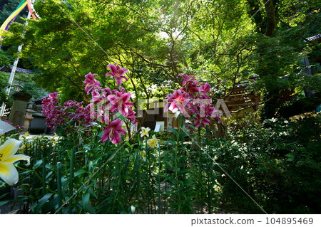 松尾寺院區,新鮮的綠色背景百合花 松尾寺院區,新鮮的綠色背景百合花 104895469