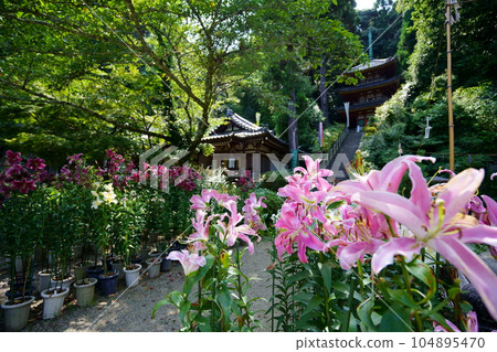 Matsuo-dera precincts, three-storied pagoda background Lily flower 104895470