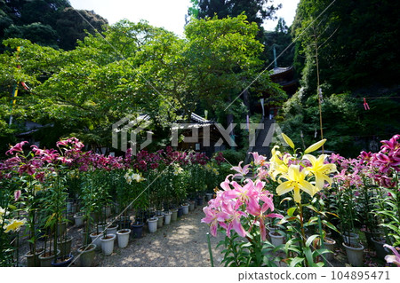 Matsuo-dera precincts, three-storied pagoda background Lily flower 104895471