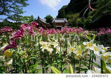 Matsuoji precincts, lilies in full bloom 104895472