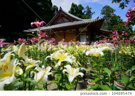 松尾路境內百合花盛開 104895474