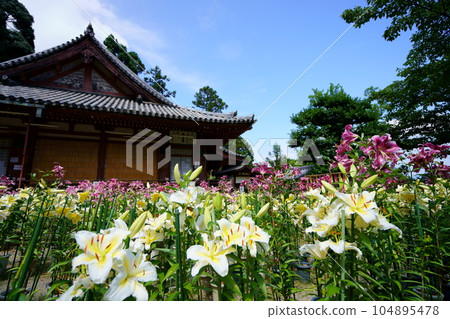 Matsuo-dera precincts, Casablanca in full bloom and the main hall 104895478