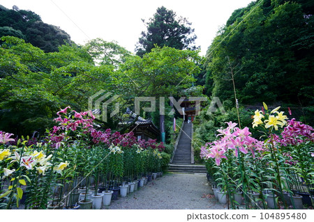 Matsuo-dera precincts, lilies in full bloom and a three-storied pagoda 104895480
