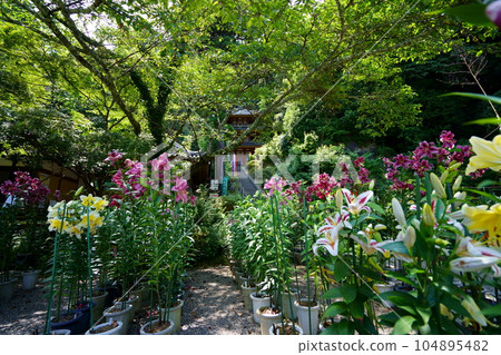 Matsuo-dera precincts, lilies in full bloom and a three-storied pagoda 104895482