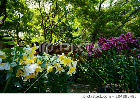 Matsuoji precincts, lilies in full bloom 104895483