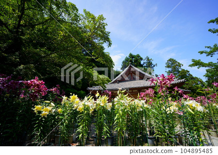 Matsuoji temple precincts, lilies in full bloom and the main hall Matsuoji temple precincts, lilies in full bloom and the main hall 104895485