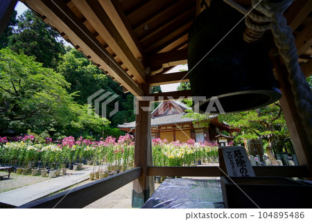 Matsuoji temple precincts, lily flowers in full bloom, main hall, bell tower 104895486