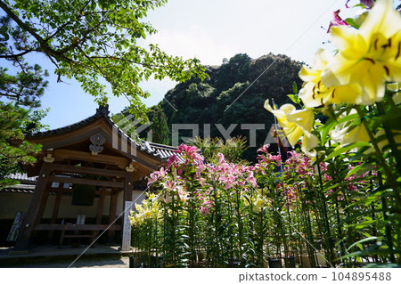 松尾寺寺院、盛開的百合花和鍾樓 松尾寺寺院、盛開的百合花和鍾樓 104895488